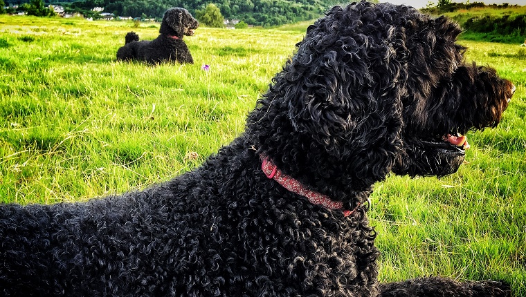 36 (Tied). Portuguese Water Dog