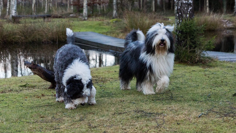 45 (Tied). Bearded Collie