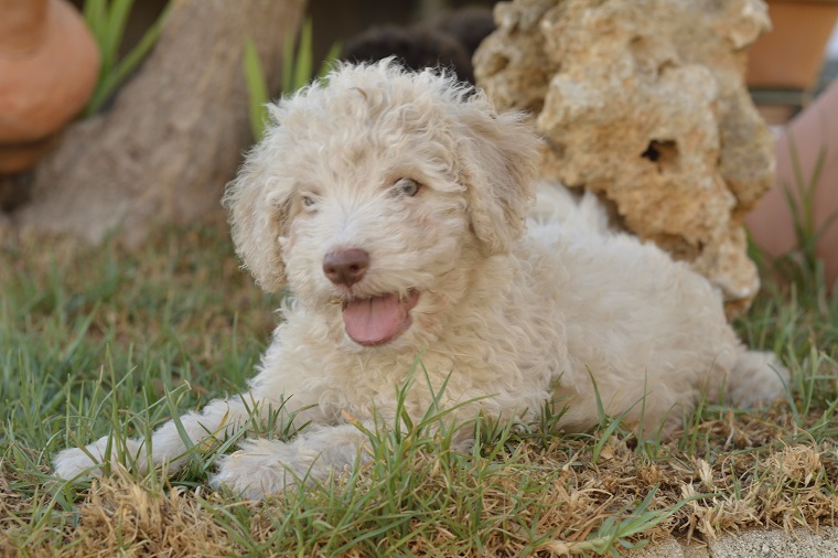 Spanish Water Dog Breed Pictures