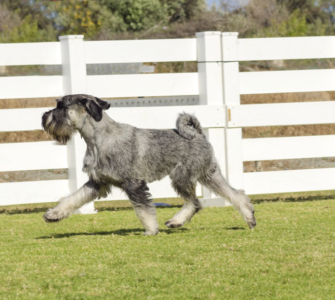 Standard Schnauzer Dogs And Puppies