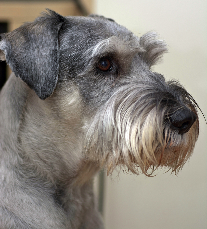 Standard Schnauzer Dogs And Puppies