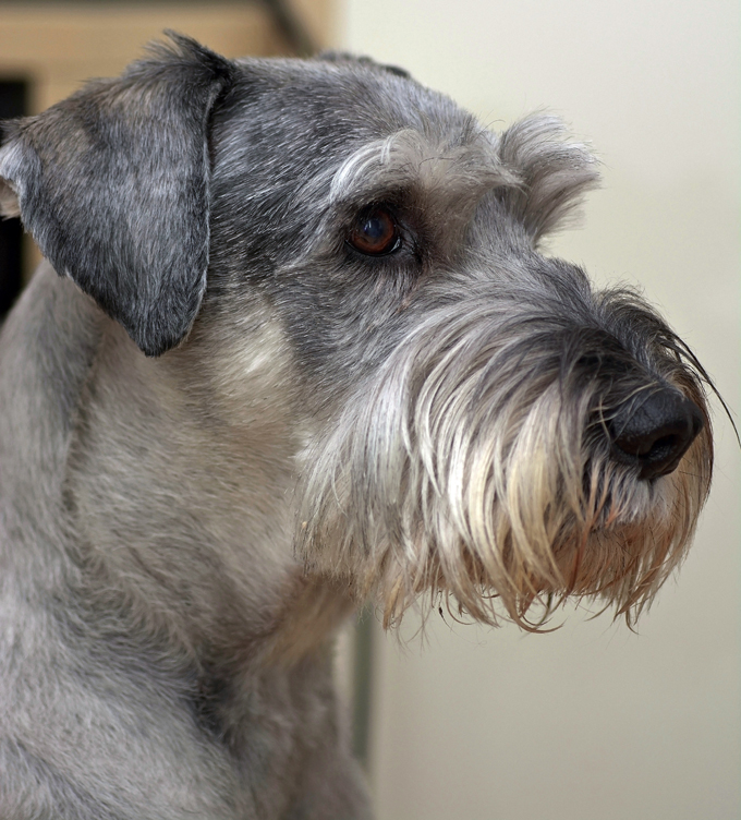 what breeds make a schnauzer