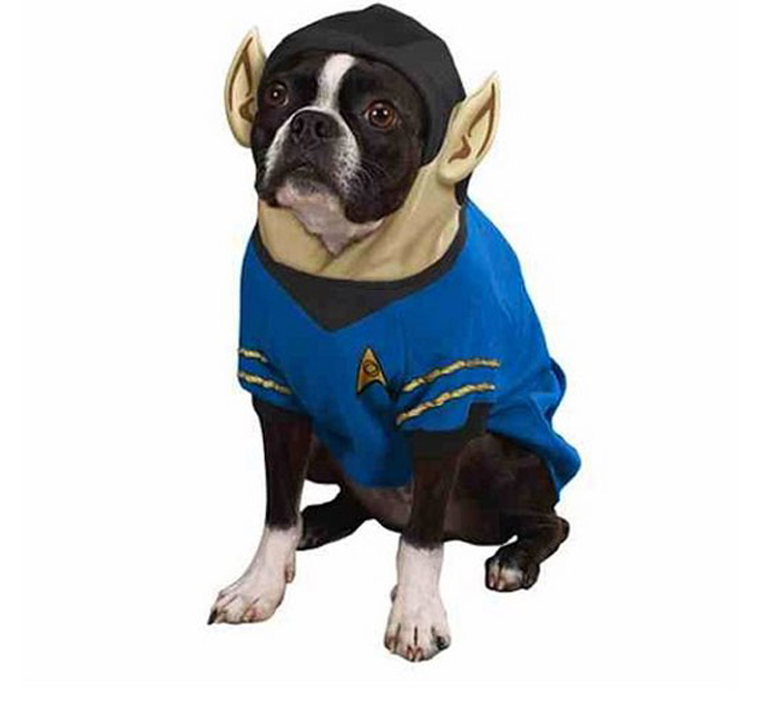 Spock Boston Terrier