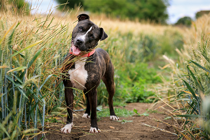 Staffordshire Bull Terrier Picture
