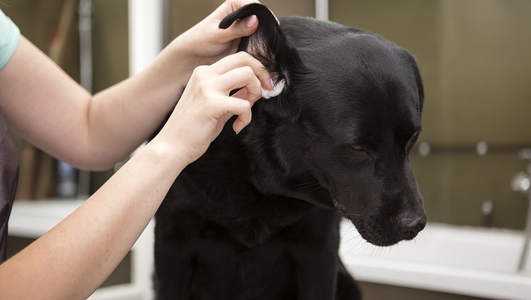 Dog Ear Cleaners