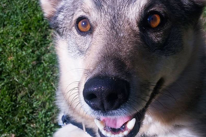 are swedish vallhunds friendly or aggressive with strangers