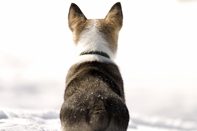 are swedish vallhunds friendly or aggressive with strangers