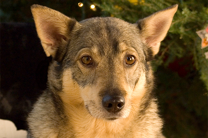 are swedish vallhunds friendly or aggressive with strangers