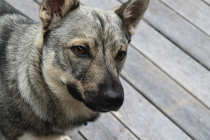 are swedish vallhunds friendly or aggressive with strangers