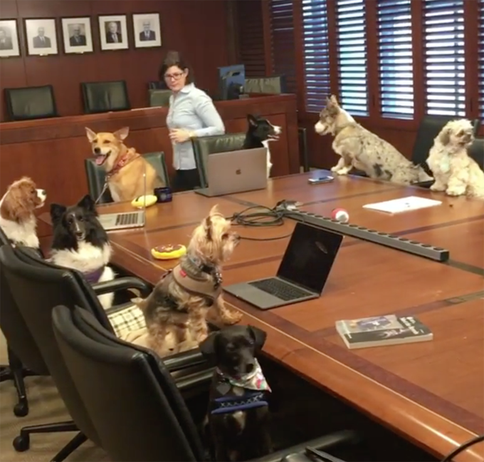 Take your dog to work day. 