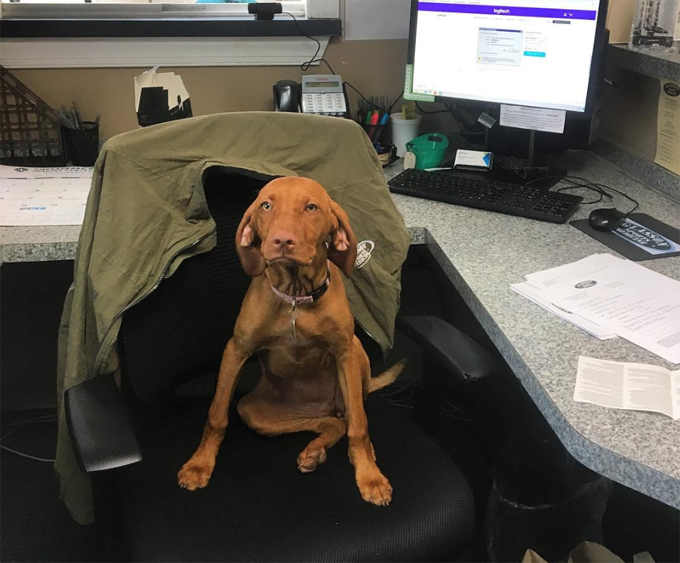 Take your dog to work day! 