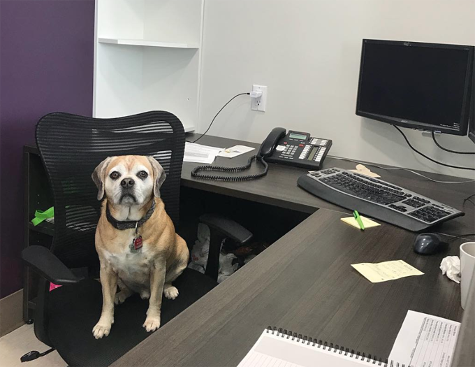 Take your pup to work day! 