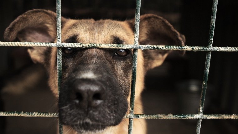 Investigating Animal Cruelty, Abuse, & Neglect