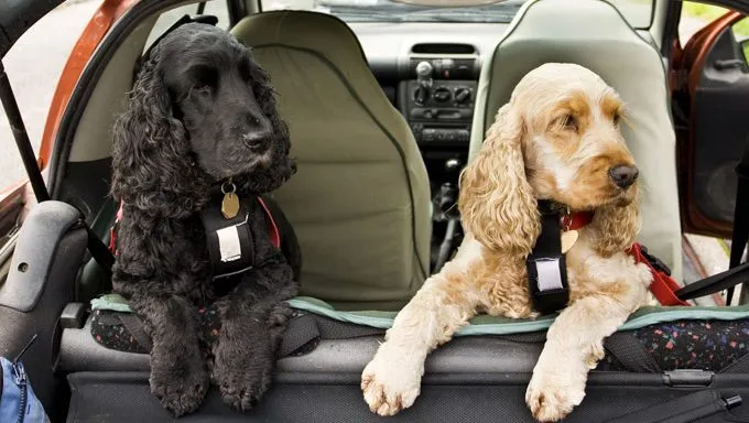 Car Safety Harness