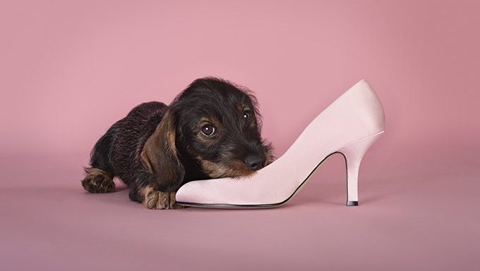 Your Pup Will Help Pick Out Your Wardrobe