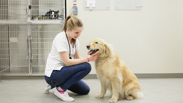 A List Of Local Animal Care Professionals