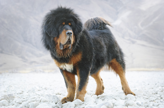 Tibetan Mastiff Dog Pictures