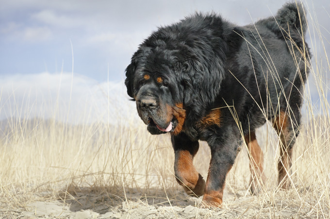 how tall are tibetan mastiff standing on their hind legs