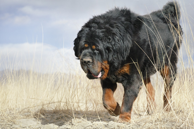 Tibetan Mastiff Dog Pictures