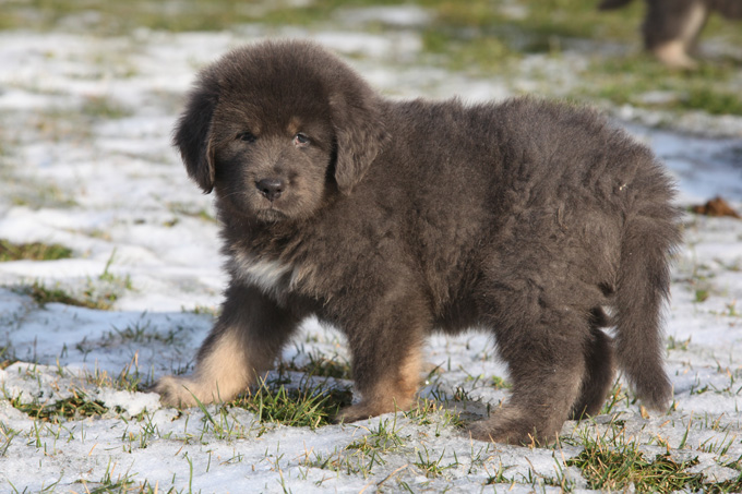 Tibetan Mastiff Puppy Pictures