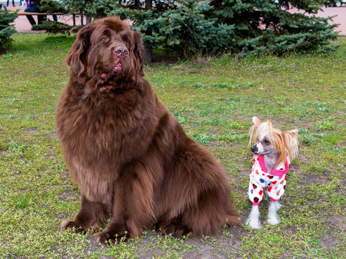 Tibetan Mastiff Dog Pictures