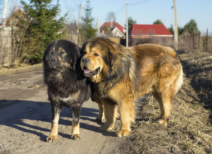 is the tibetan mastiff aggressive