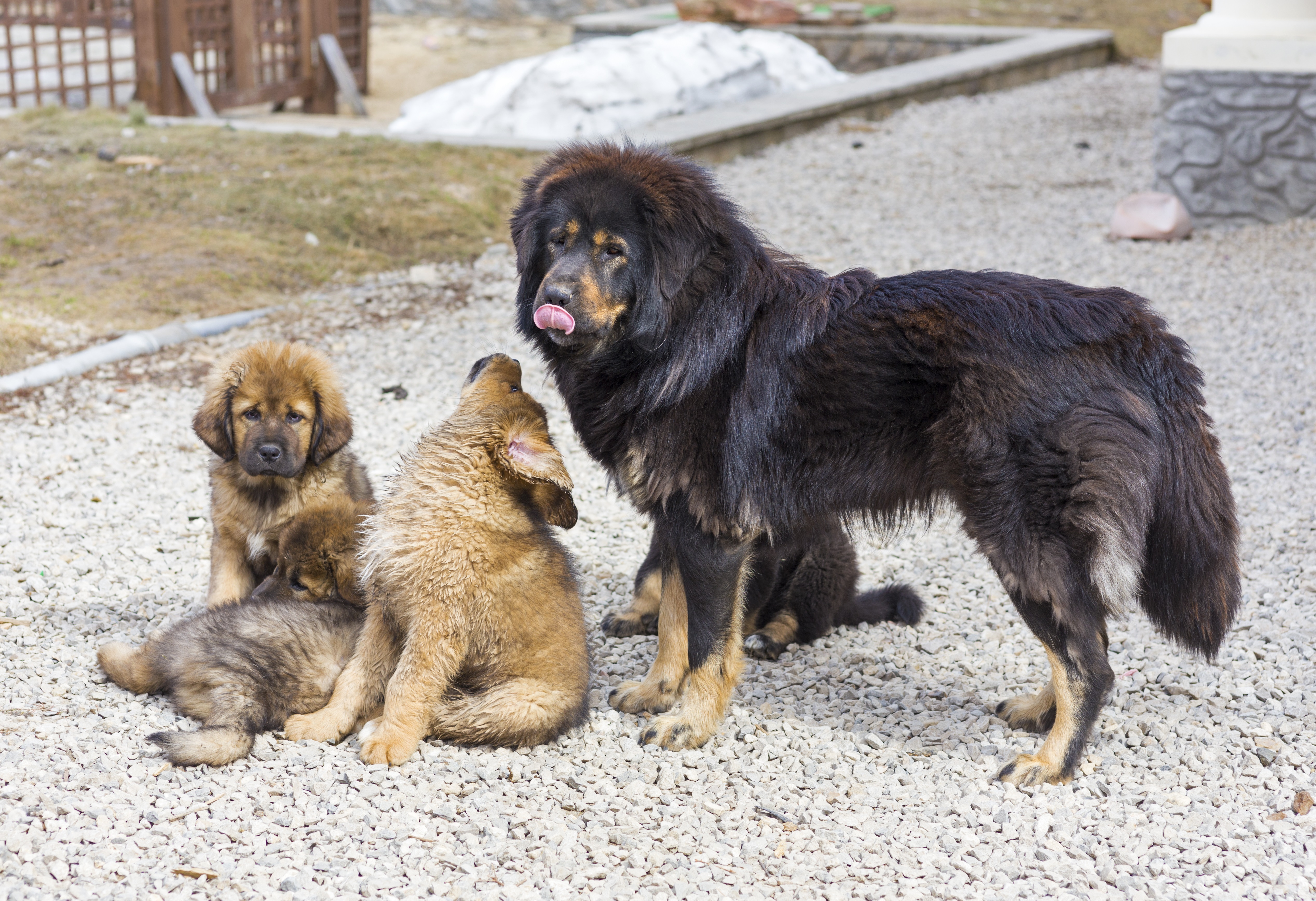 Tibetan Mastiff Dog Pictures