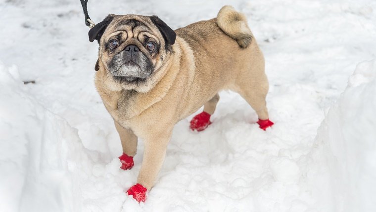 Use Winter Paw Protection