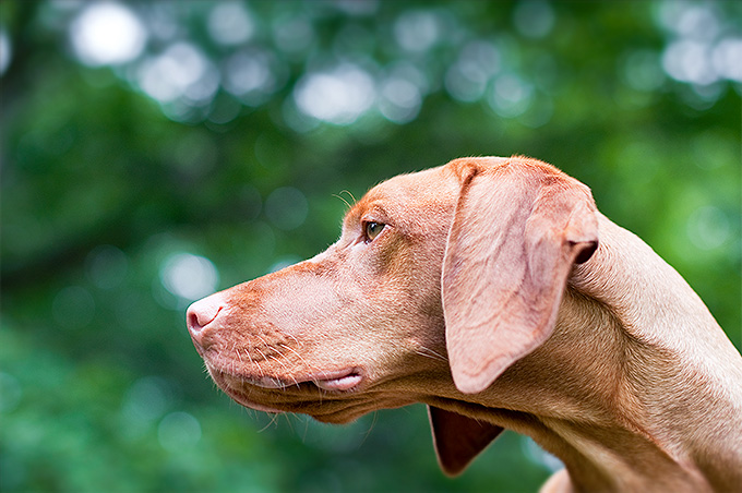 are vizslas stubborn