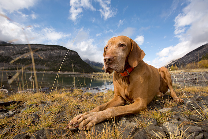 Vizsla Dog Breed Information, Pictures, Characteristics & Facts - Dogtime