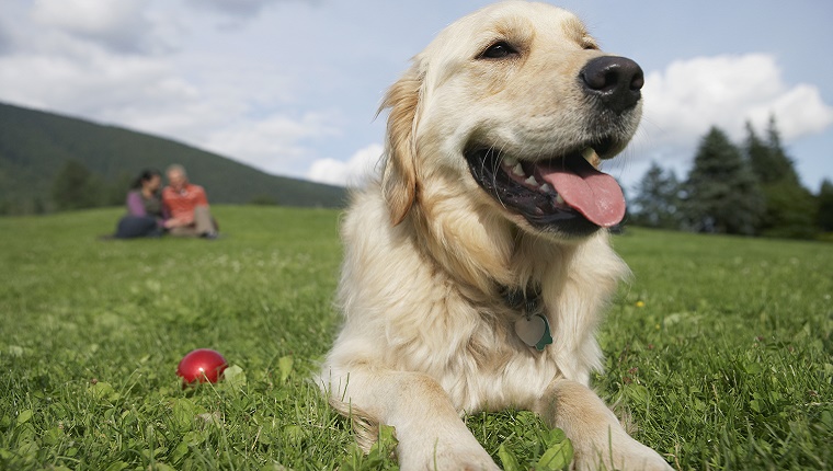 Can Brain Games Help Senior Dogs Stay Young?