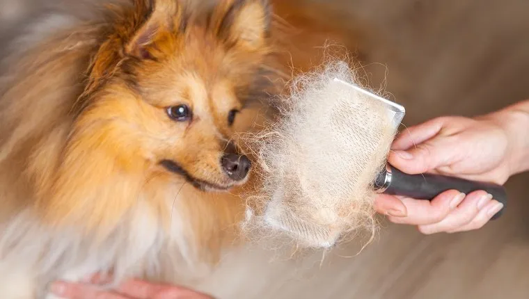 Dog Hair Is Your New Fashion Accessory