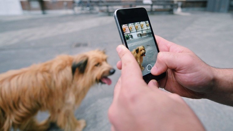 Your Social Media Will Belong To Your Dog