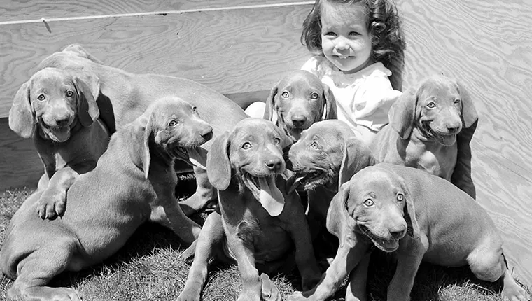 Girl with Weimaraner puppies