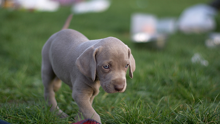 Weimaraner puppy walking on grass
