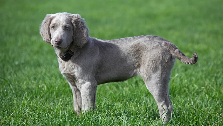 Long-haired Weimaraner in the grass