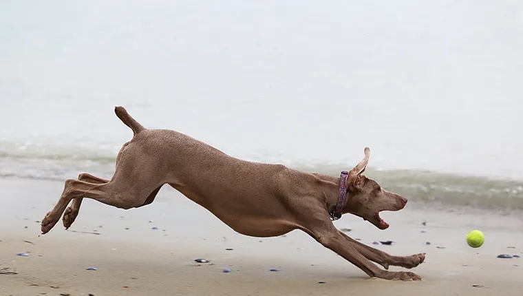 A Weimaraner puppy chasing a ball