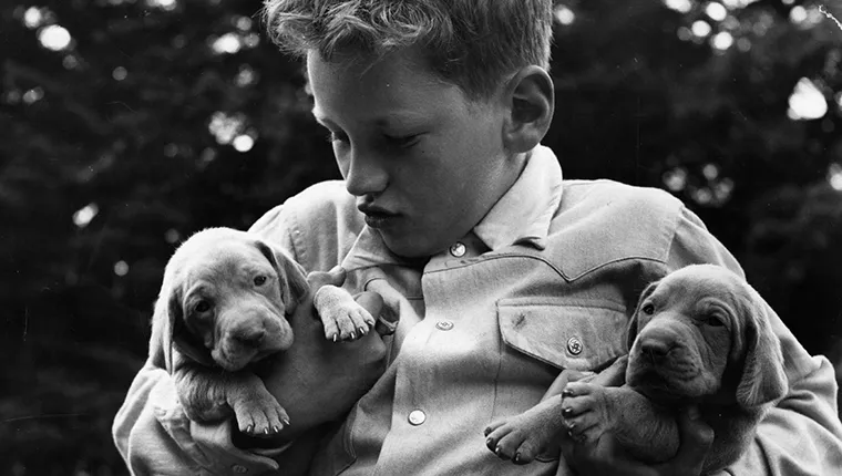Young boy with two Weimaraner puppies.
