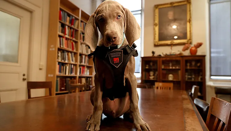 A Weimaraner puppy in training for museum conservation
