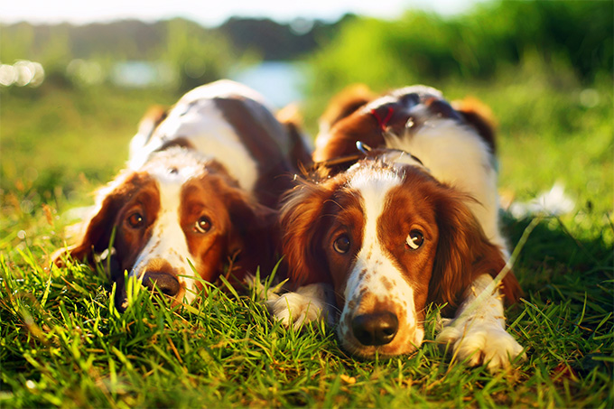 Welsh Springer Spaniel Dog Breed Information, Pictures, Characteristics ...