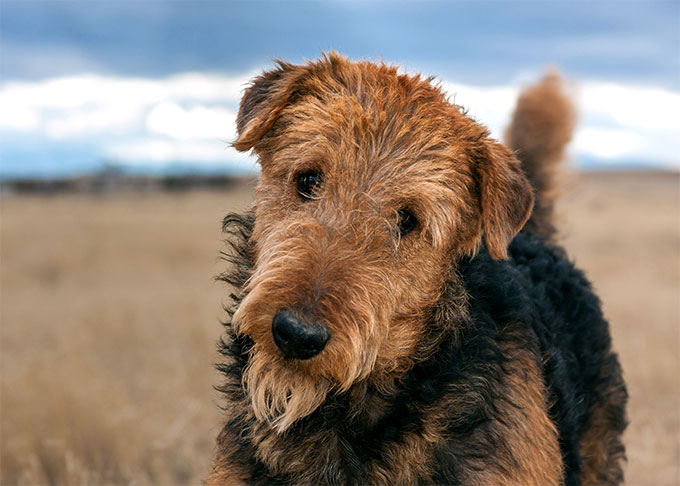 Welsh Terrier Dog Breed Information, Pictures, Characteristics & Facts ...