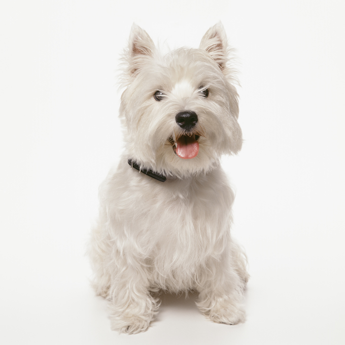 West Highland White Terrier Dogs And Puppies