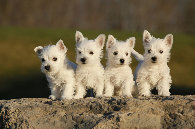 West Highland White Terrier Dogs And Puppies