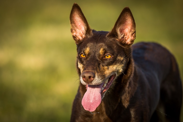 Working Kelpie Dog Breed Pictures, Characteristics, & Facts - DogTime