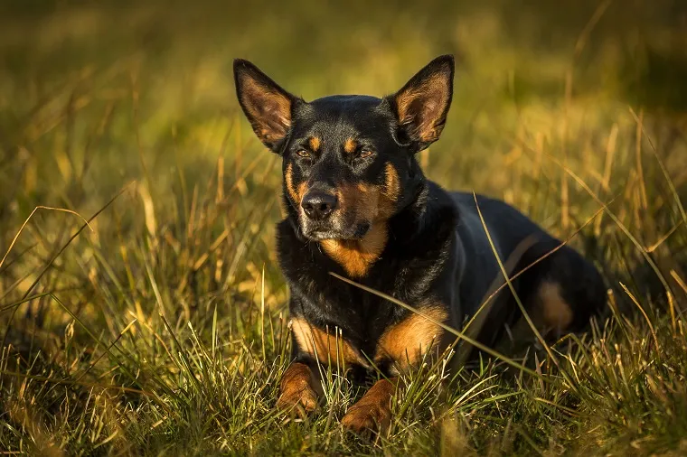 Working Kelpie Dog Breed Pictures, Characteristics, & Facts - DogTime