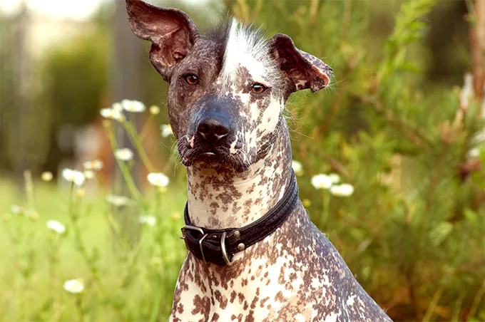 Xoloitzcuintli Dog Breed Information, Pictures, Characteristics & Facts